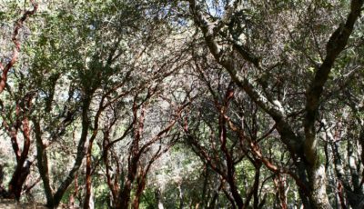 Manzanita Grove