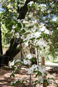 Spring In the Sierra Nevada Foothills