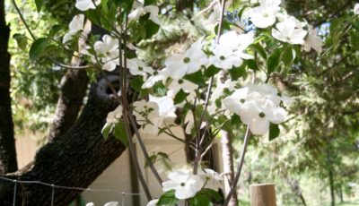 Spring In the Sierra Nevada Foothills