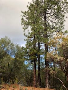 Sierra Nevada Foothill and The Golden K