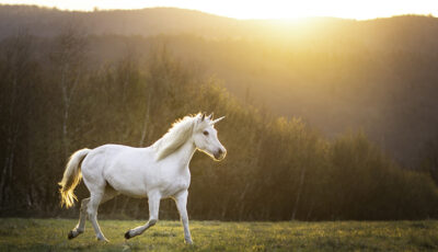 Unicorn Galloping off